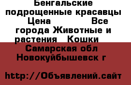 Бенгальские подрощенные красавцы. › Цена ­ 20 000 - Все города Животные и растения » Кошки   . Самарская обл.,Новокуйбышевск г.